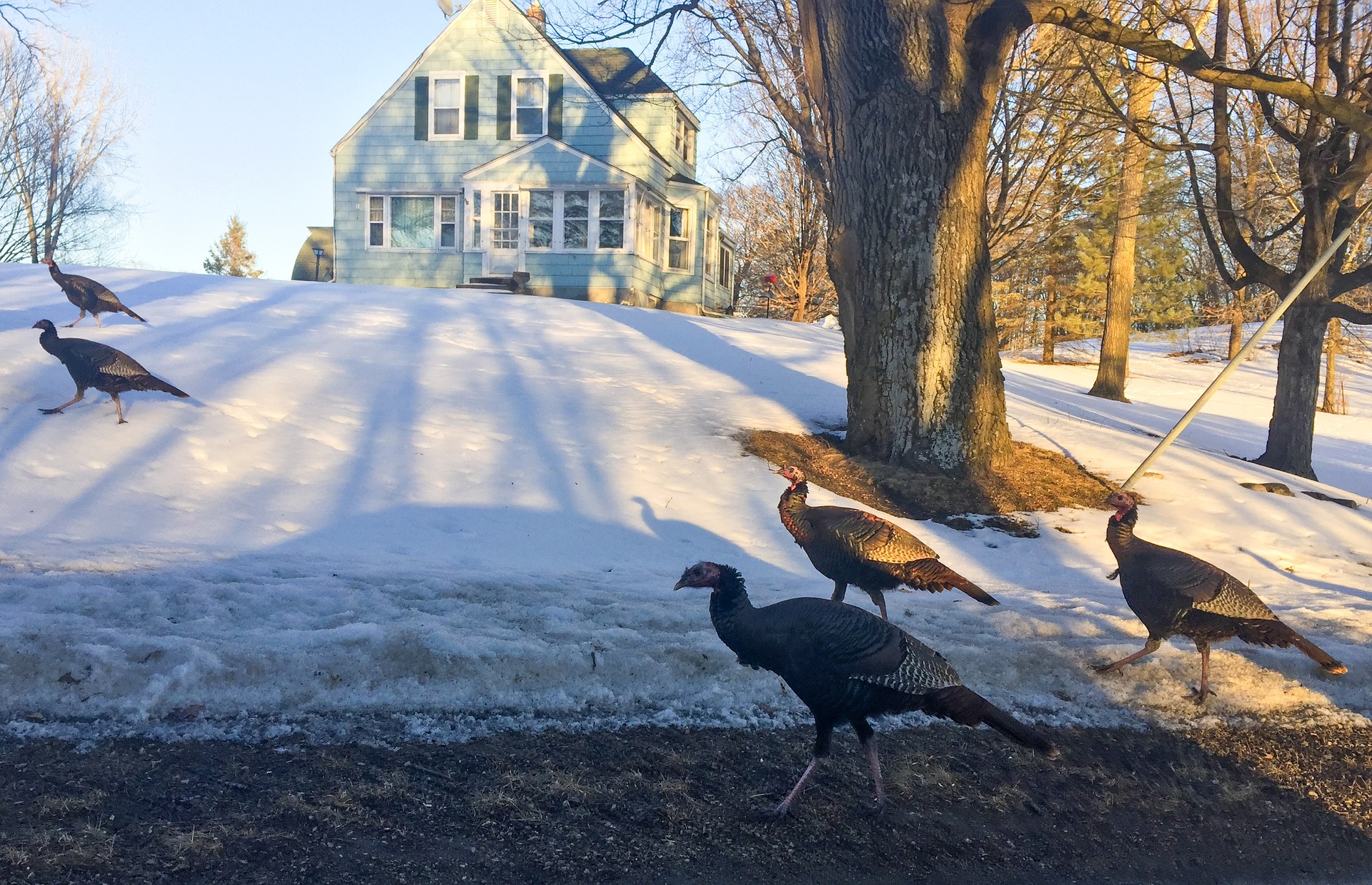 Thanksgiving vacations for singles